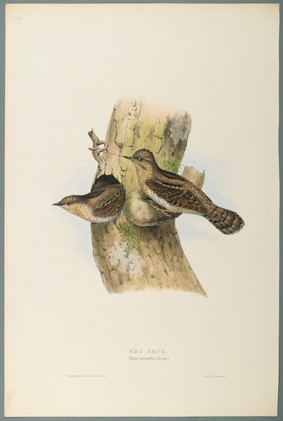 Yunx Torquilla: Wry Neck (färg litho på vävt papper) av John Gould