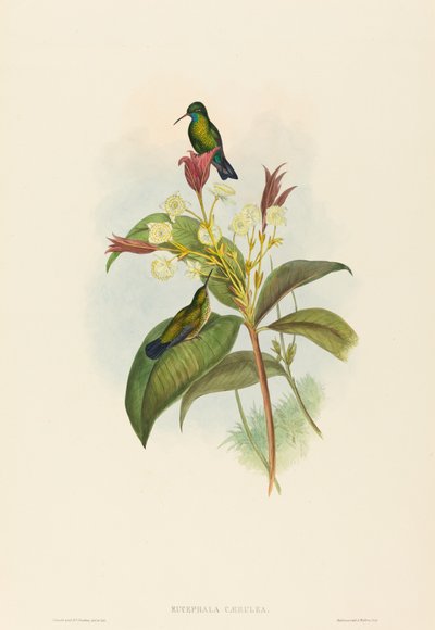 Blåkinnad safir av John Gould and H.C. Richter
