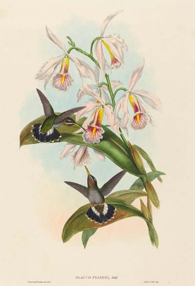 Glaucis fraseri (Frasers hullinghals) av John Gould and H.C. Richter