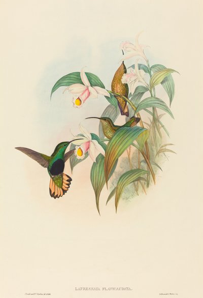 Lafresnaya flavicaudata (Buff-tailed Velvet-bröst) av John Gould and H.C. Richter