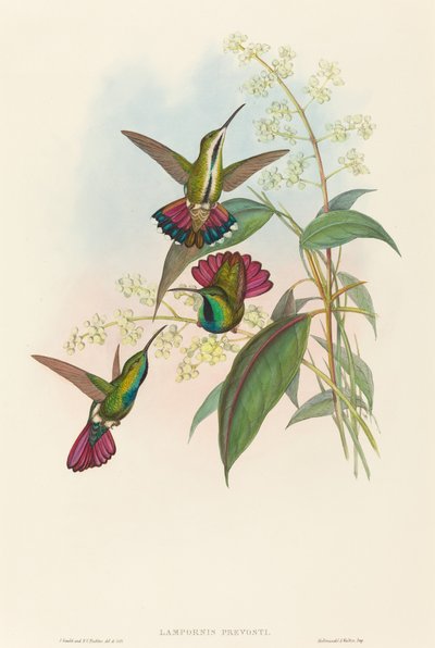 Lampornis prevosti av John Gould and H.C. Richter