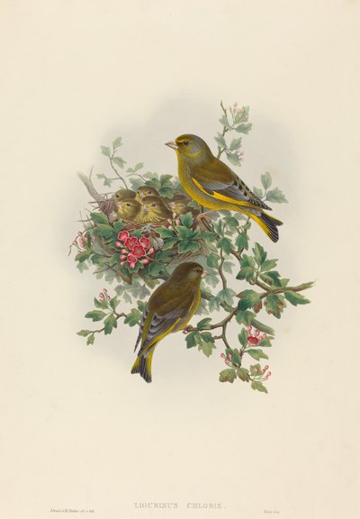Ligurinus chloris (grönfink) av John Gould and H.C. Richter