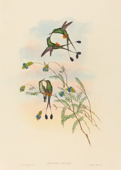 Spathura peruana (peruansk racket-svans) av John Gould and H.C. Richter