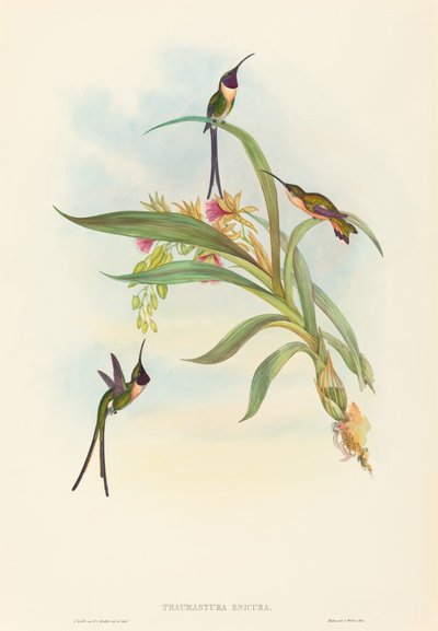 Tharmastura enicura (Slank skjuvsvans) av John Gould and H.C. Richter