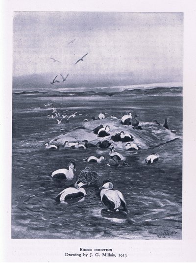 Ejders uppvaktning, Nature in Britain publicerad av Collins, 1946 av John Guille Millais