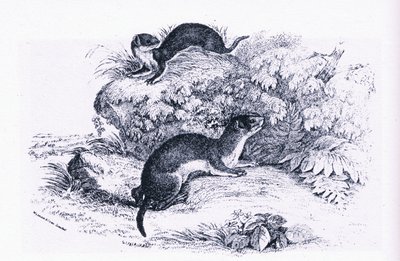 Studies of Badgers, Nature in Britain publicerad av Collins av John Guille Millais