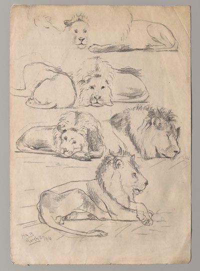 Studier av Lions av John Haberle