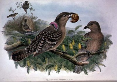 Chlamydera Orientalis (färg litho) av John and Hart William Gould