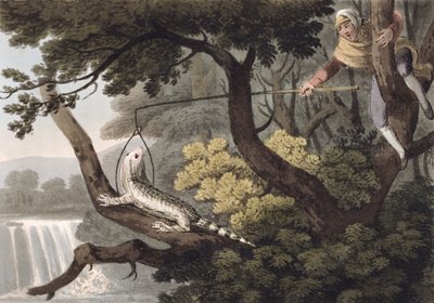 Mexican Lizard Catcher, graverad av Matthew Dubourg (fl.1785-1820), publicerad av Edward Orme, 1813 av John Heaviside Clark