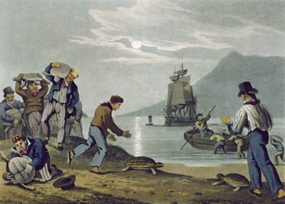 Turtle Catching on Land, graverad av Matthew Dubourg (fl.1785-1820), publicerad av Edward Orme, 1813 av John Heaviside Clark