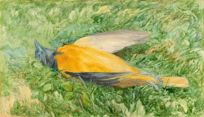Golden Robin (Northern Oriole) av John Henry Hill