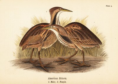 Amerikansk bitternöt, Botaurus lentiginosus, hane 1, hona 2 av John James (after) Audubon