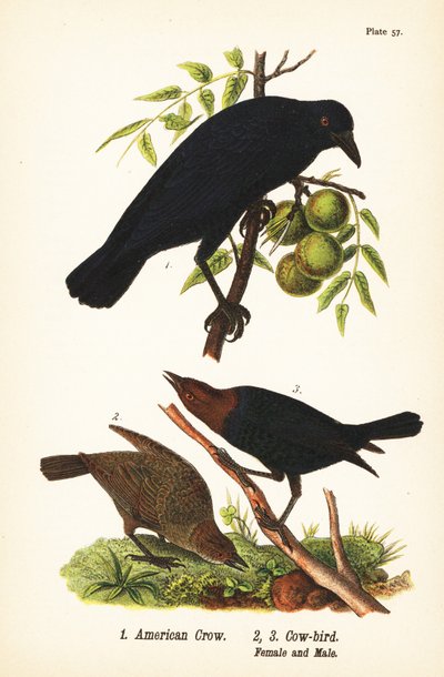 Amerikansk kråka, Corvus brachyrhynchos 1, och brunhuvad kofågel, Molothrus ater, hona 2 och hane 3 av John James (after) Audubon