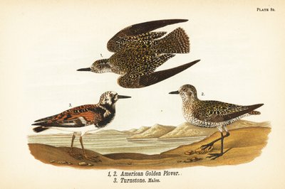 Amerikansk guldpipare, Rain Sunday 1,2, och Ruddy turnstone, Sand interpreter turnstone 3 av John James (after) Audubon