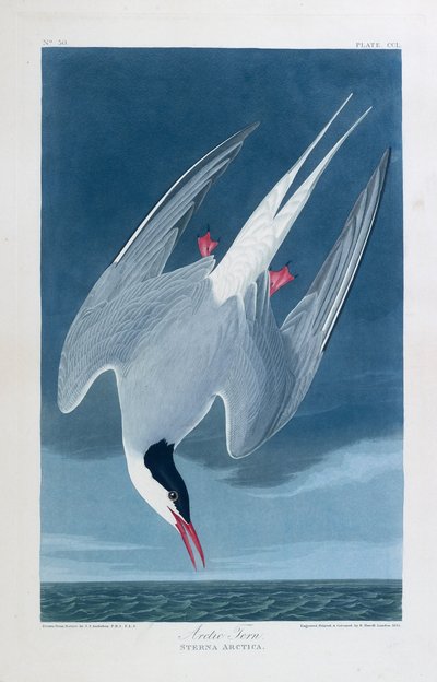 Fisktärna, fåglar i Amerika av John James (after) Audubon