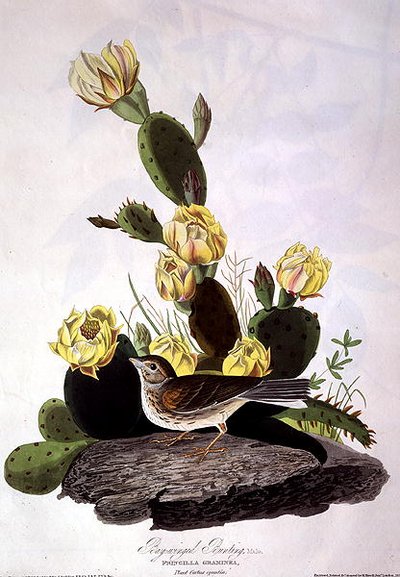 Bay-Winged Bunting, från 