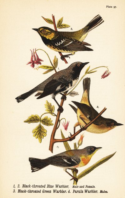 Svartstrupig blåsångare, Setophaga caerulescens 1,2, svartstrupig grönsångare, Setophaga virens 3 och nordlig parula, Setophaga americana 4 av John James (after) Audubon