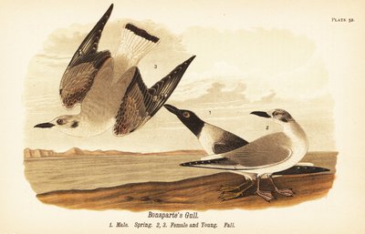 Bonapartes mås, Chroicocephalus philadelphia, hane vår 1, hona 2 och unga 3 i höstfjäderdräkt av John James (after) Audubon