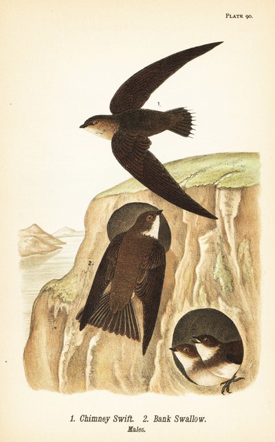 Skorstenssvala, Chaetura pelagica 1, banksvala, Riparia riparia 2, hanar av John James (after) Audubon