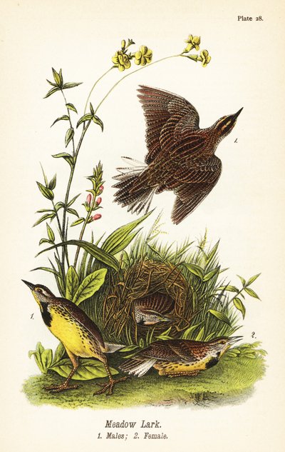 Östra ängslära, Sturnella magna av John James (after) Audubon