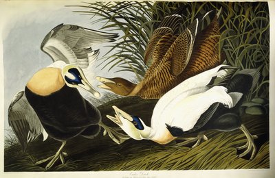 Ejderand, hane och hona av John James (after) Audubon
