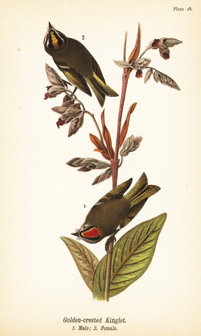 Guldkrönt kunga, Regulus satrapa av John James (after) Audubon