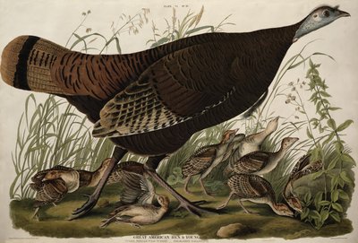 Great American Hen and Young, från 