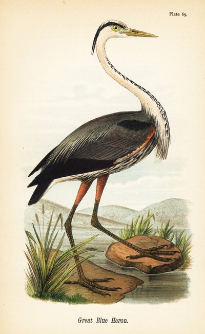 Stor blåhäger, Ardea herodias av John James (after) Audubon