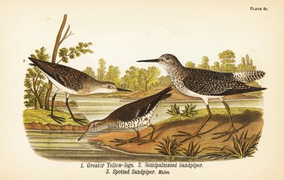 Större gulben, Tringa melanoleuca 1, semipalmatad sandsnäppa, Calidris pusilla 2 och fläckig sandsnäppa, Actitis macularius 3 av John James (after) Audubon