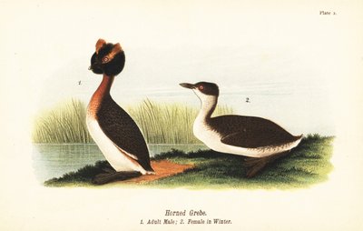 Horndopping, Podiceps auritus, vuxen hane 1 och hona i vinterfjäderdräkt av John James (after) Audubon