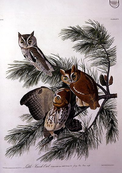 Little Screech Owl, från 