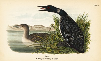 Lomma, Gavia immer, ung på vintern 1, vuxen 2 av John James (after) Audubon