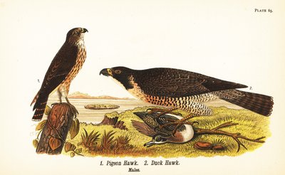 Merlin, Falco columbarius 1 och pilgrimsfalk med anka, Falco peregrinus 2 av John James (after) Audubon