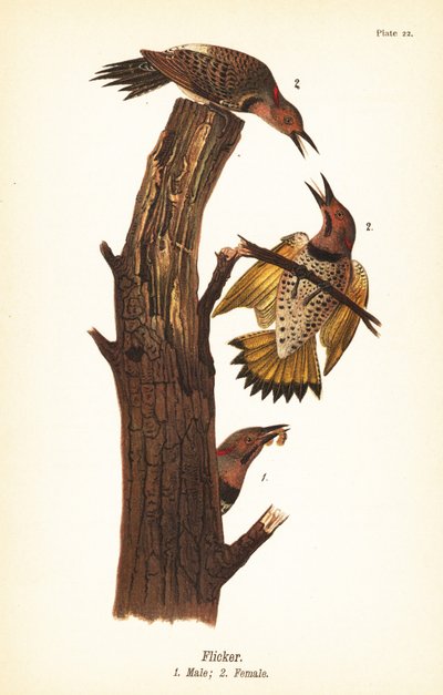 Nordligt flimmer, Colaptes auratus av John James (after) Audubon