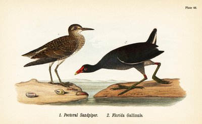 Pectoral sandsnäppa, Calidris melanotos 1, och vanlig gallinule, Gallinula galeata 2 av John James (after) Audubon