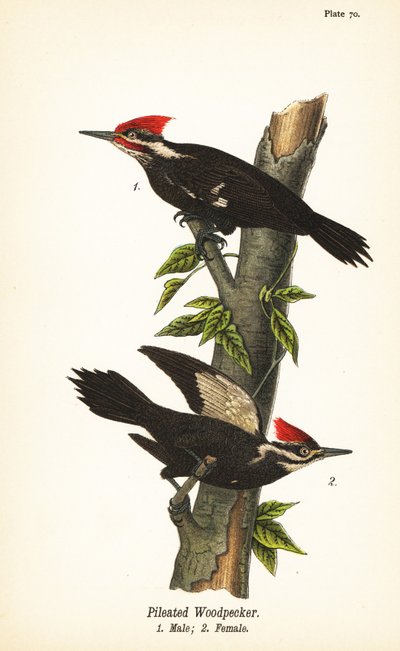 Pilead hackspett, Dryocopus pileatus, hane 1, hona 2 av John James (after) Audubon