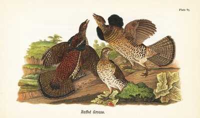 Ruffad ripa, Bonasa umbellus av John James (after) Audubon