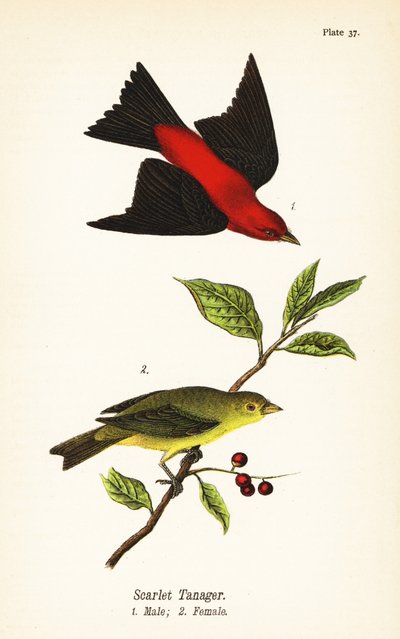 Scarlett Tanager, Piranha Invader, Rain ೧, Female ೨ av John James (after) Audubon