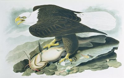 The Bald Headed Eagle från 