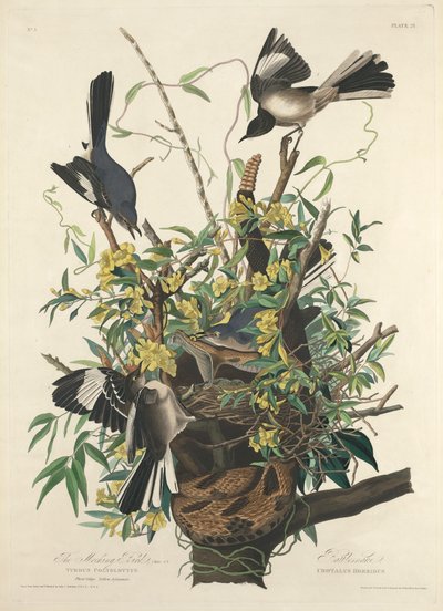 Den hånfulla fågeln av John James (after) Audubon