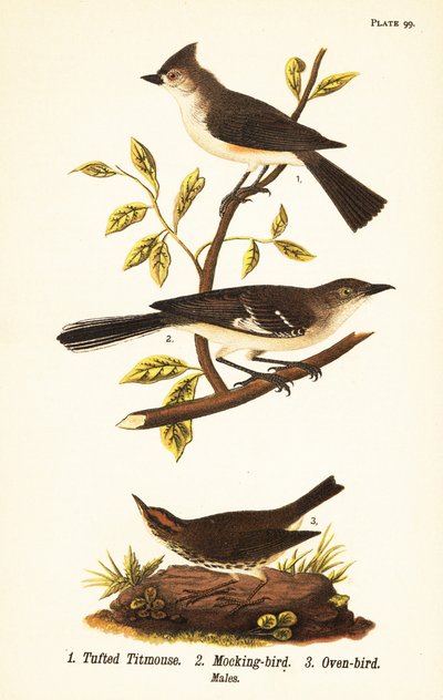 Tofsmes, Baeolophus bicolor, nordlig hånfågel, Mimus polyglottos och ugnsfågel, Seiurus aurocapilla av John James (after) Audubon