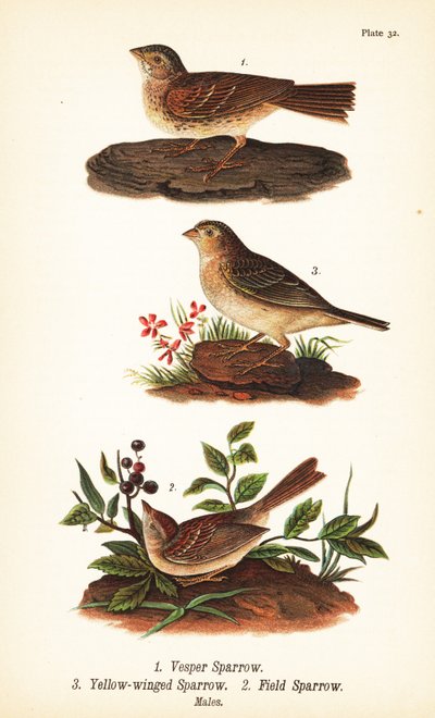 Vespersparv, Pooecetes gramineus 1, grässparv, Ammodramus savannarum 2 och åkersparv, Spizella pusilla 3 av John James (after) Audubon