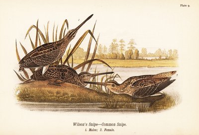 Wilsons beckasin eller vanlig beckasin, Gallinago delicata, hanar 1, hona 2 av John James (after) Audubon