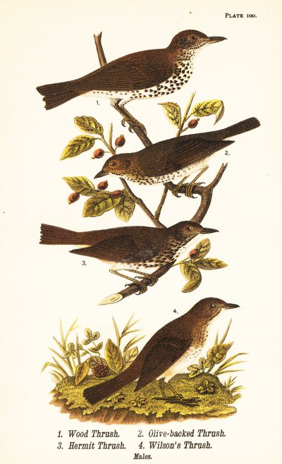 Trätrast, Hylocichia mustelina 1, Swainson