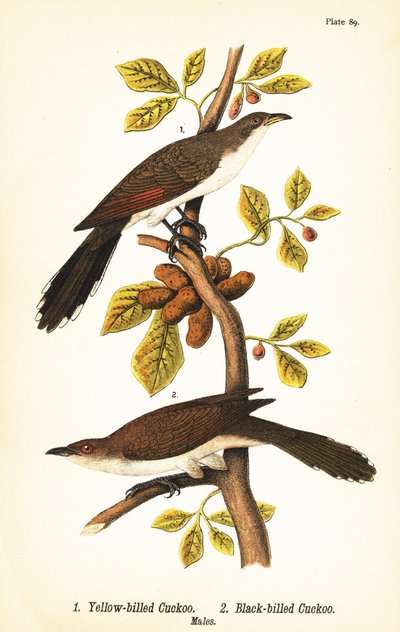 Gulnäbbgök, Coccyzus americanus 1, och svartnäbbgök, Coccyzus erythropthalmus 2, hanar av John James (after) Audubon