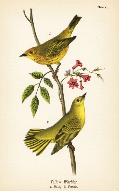 Gulsångare, Setophaga petechia, hane 1, hona 2 av John James (after) Audubon