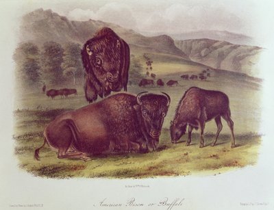 American Bison or Buffalo, från "Quadrupeds of North America", 1842-45 av John James Audubon