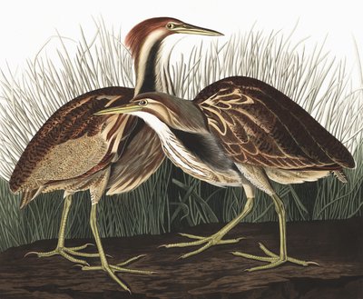 American Bittern, Botaurus Lentiginosus, från "The Birds of America" av John J. Audubon, pub. 1827-38 av John James Audubon