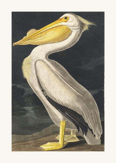 Amerikansk vit pelikan ur *Birds of America* (1827) av John James Audubon