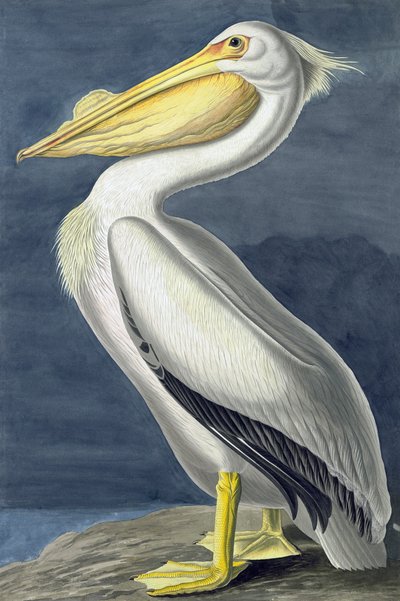 Amerikansk vitpelikan, Pelecanus Erythrorhynchos, från "The Birds of America" av John J. Audubon, pub. 1827-38 av John James Audubon